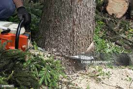 Best Tree and Shrub Care  in Alton, TX