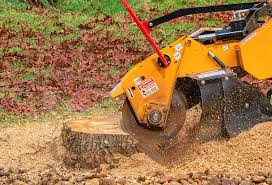 Best Tree Health Inspection  in Alton, TX