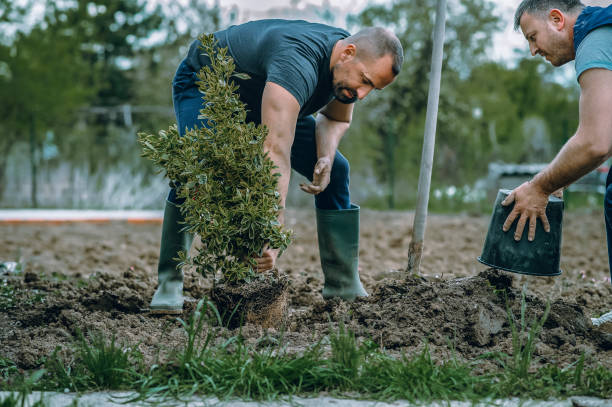 Soil Testing and Treatment in Alton, TX