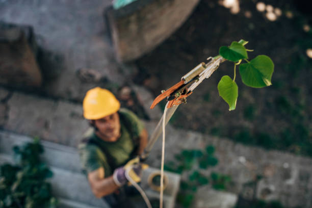 Best Emergency Tree Removal  in Alton, TX