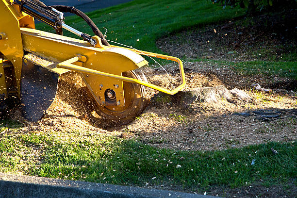 Best Tree Preservation Services  in Alton, TX