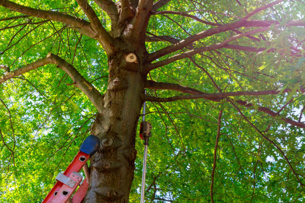  Alton, TX Tree Services Pros